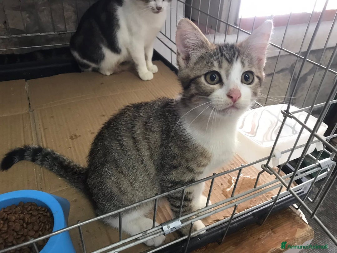 Europeo gatti in regalo: Romolo e remo - Annuncio 6