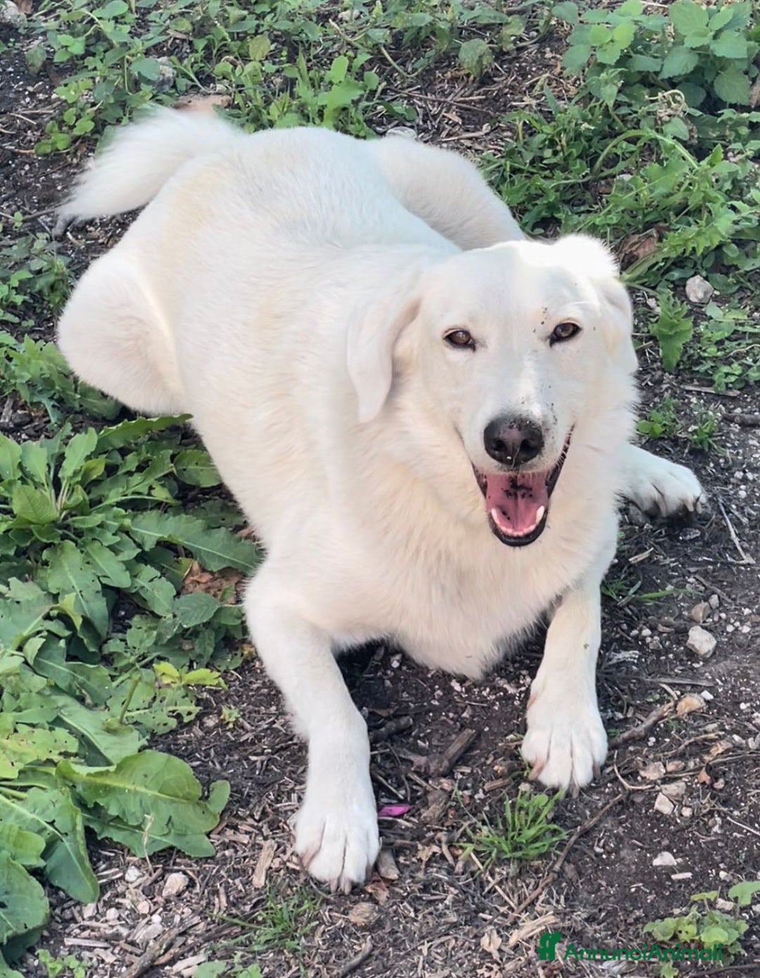 Meticcio cani in regalo: IL DOLCISSIMO CESARE - Annuncio 6