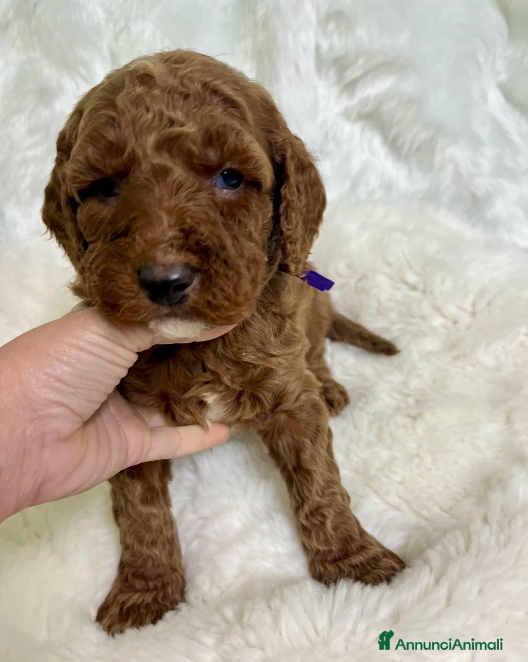 Golden Retriever cani in vendita: Australian Golden DoubleDoodle - Annuncio 20