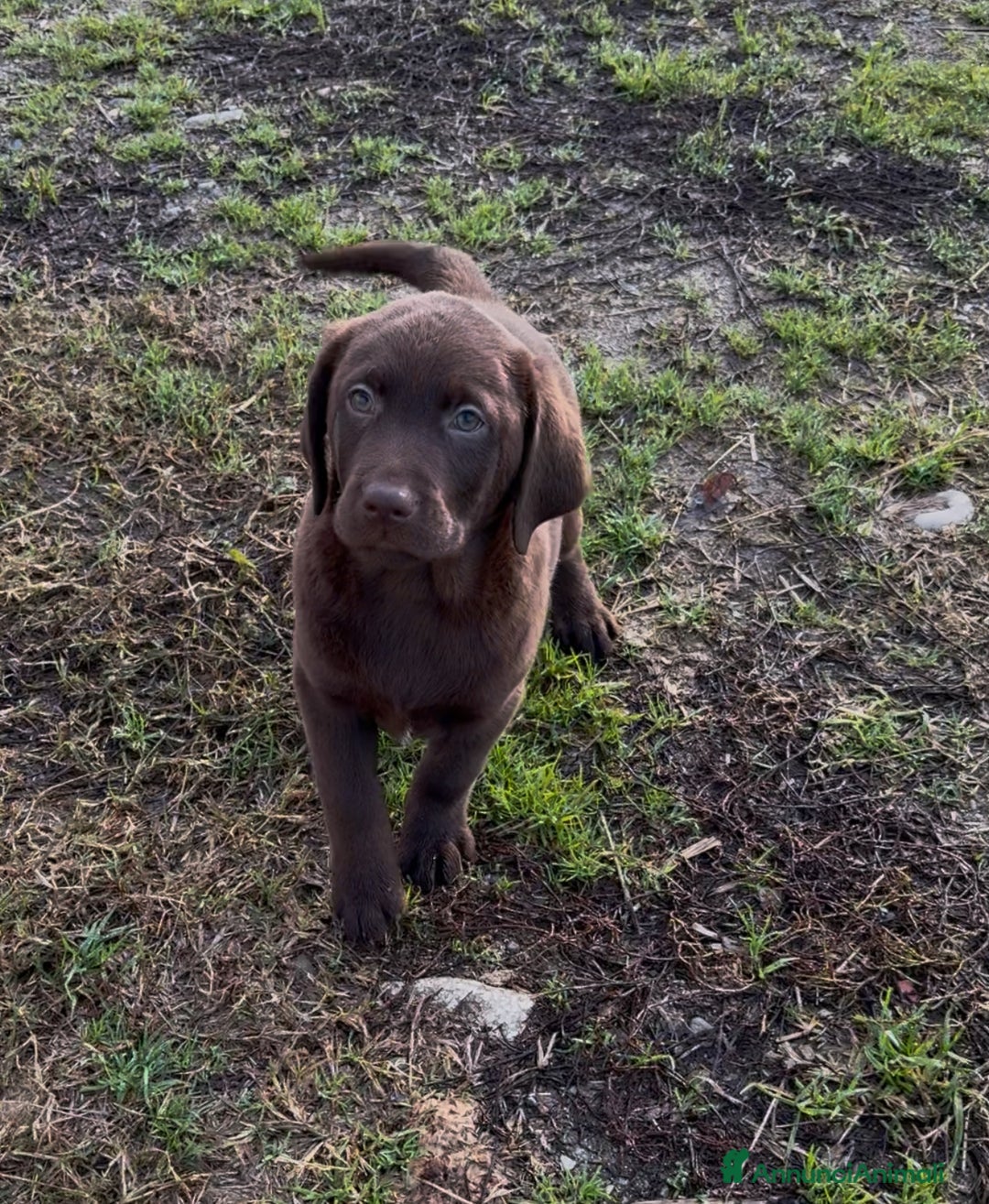Labrador cani in vendita: Cuccioli di Labrador chocolate con pedigree Enci  - Annuncio 3