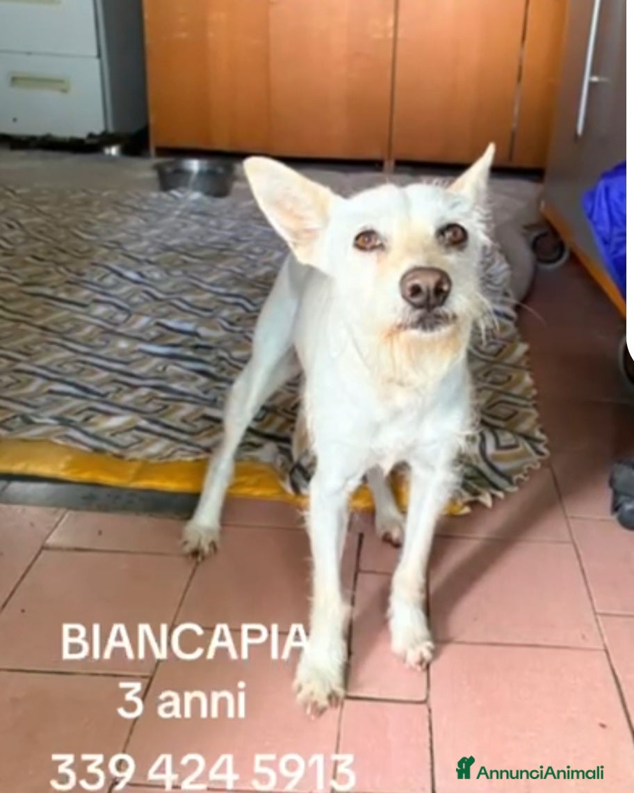 Meticcio cani Femmina 3anni 8/9kg finita in canile.NAPOLI - Annuncio 2