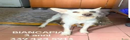 Meticcio cani in regalo: Femmina 3anni 8/9kg finita in canile.NAPOLI - Annuncio 1