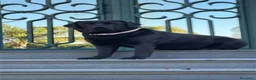 Labrador cani in vendita: Cuccioli di labrador neri appena nati a Città Metropolitana di Napoli - Annuncio 4