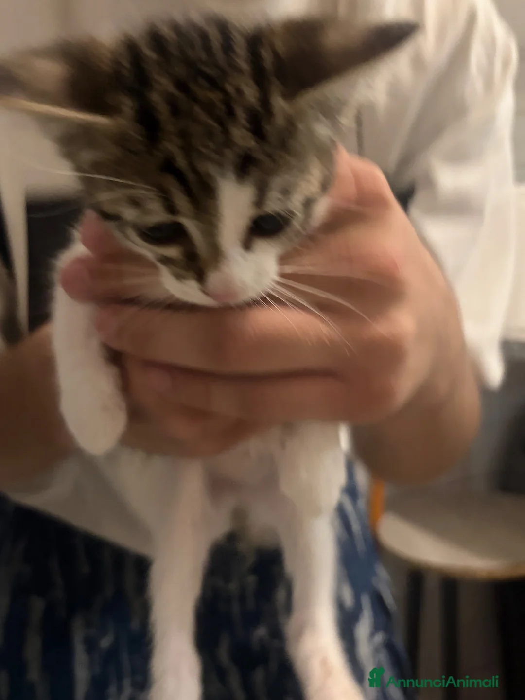 Meticcio gatti in regalo: Regalo gattini nati ad Agosti a Città metropolitana di Roma Capitale - Annuncio 1