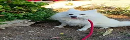 Volpino Italiano cani in regalo: Fiocco  - Annuncio 6