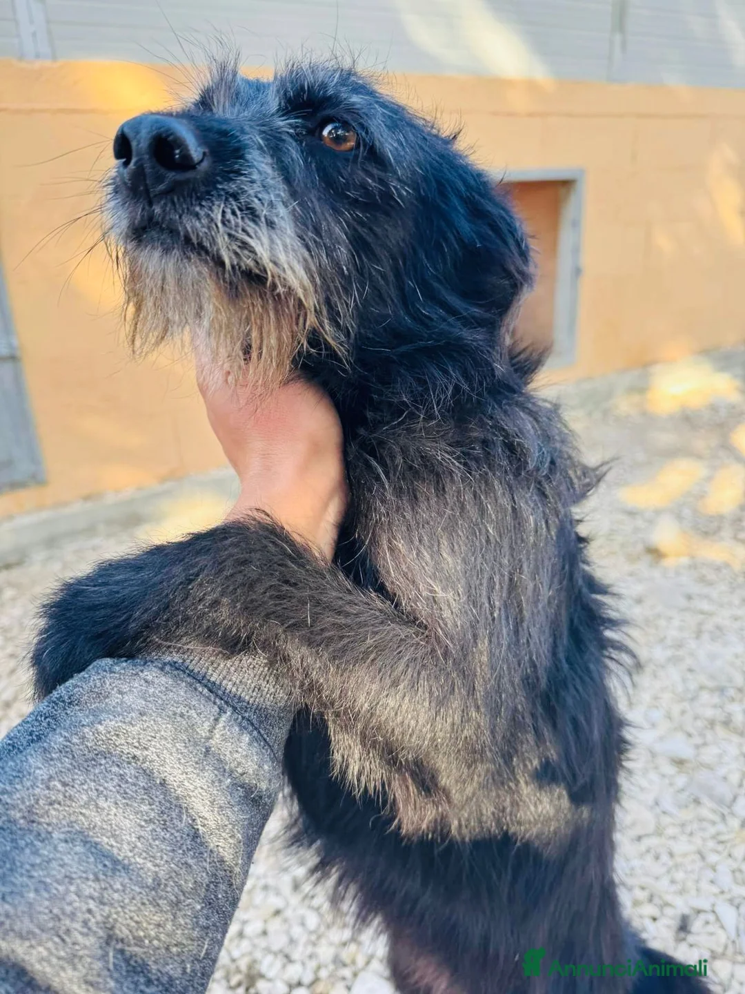 Meticcio cani in regalo: Nerina  - Annuncio 2