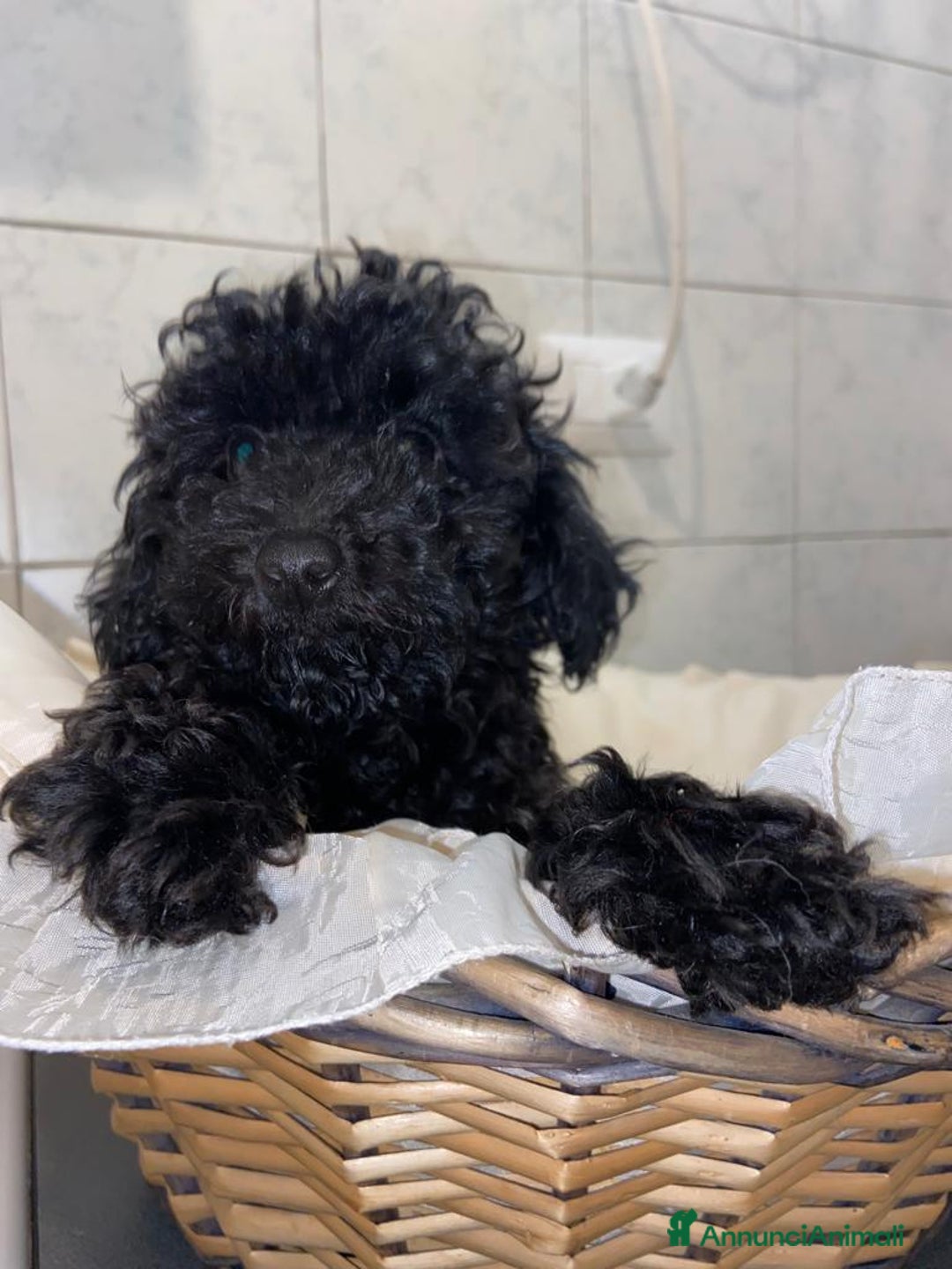 Barboncino cani in vendita: Barboncini neri e bianchi con Pedigree  a Vercelli - Annuncio 14