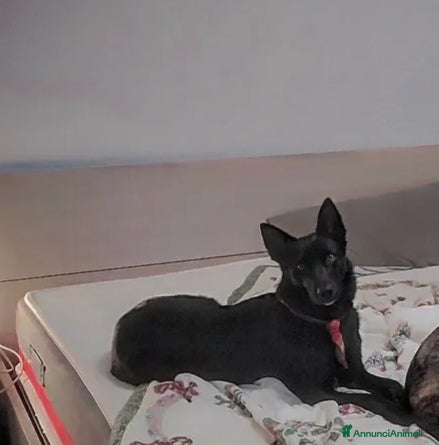 Pastore della Lessinia e del Lagorai cani Cerco LAGORAI MASCHIO per accoppiamento a Provincia di Rimini - Annuncio 1