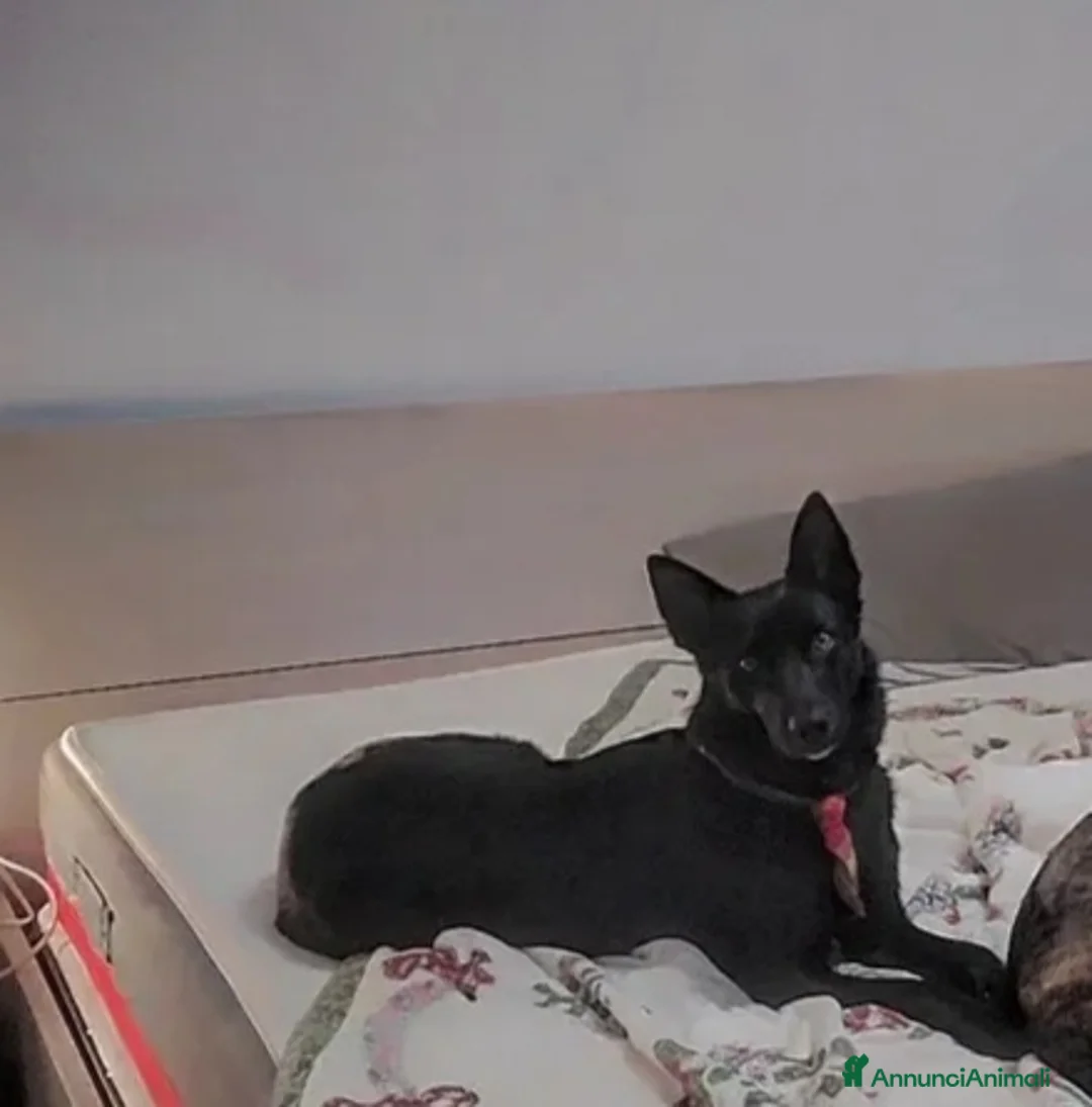 Pastore della Lessinia e del Lagorai cani per accoppiamento: Cerco LAGORAI MASCHIO per accoppiamento a Provincia di Rimini - Annuncio 1