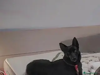 Pastore della Lessinia e del Lagorai cani Cerco LAGORAI MASCHIO per accoppiamento a Provincia di Rimini - Annuncio 2