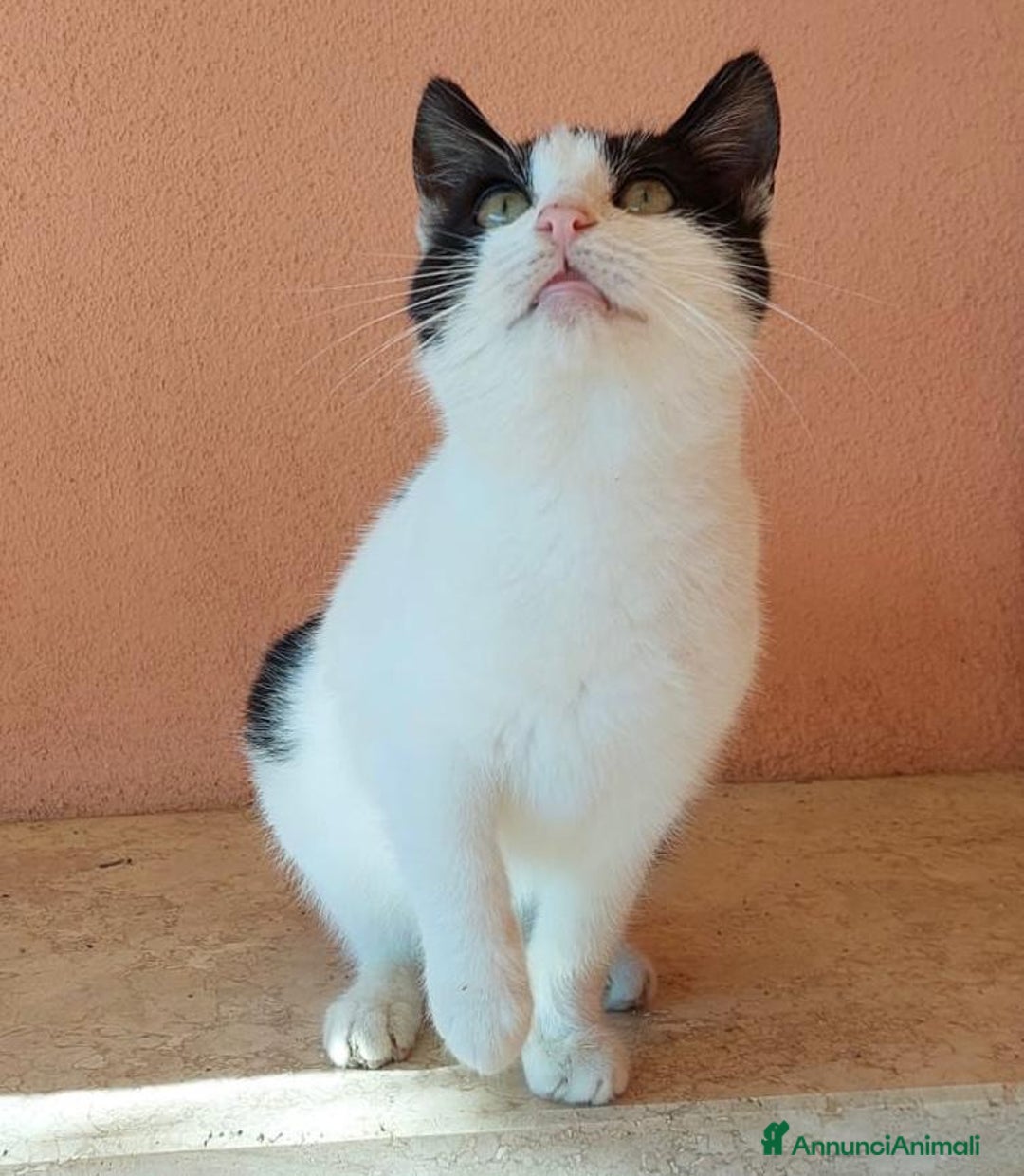 Europeo gatti in regalo: Gattino dolcissimo 4 mesi - Annuncio 1