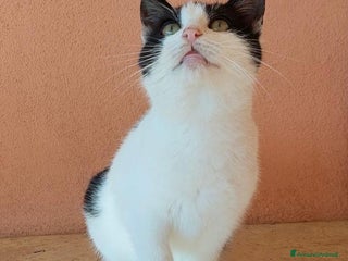 Europeo gatti Gattino dolcissimo 4 mesi - Annuncio 1