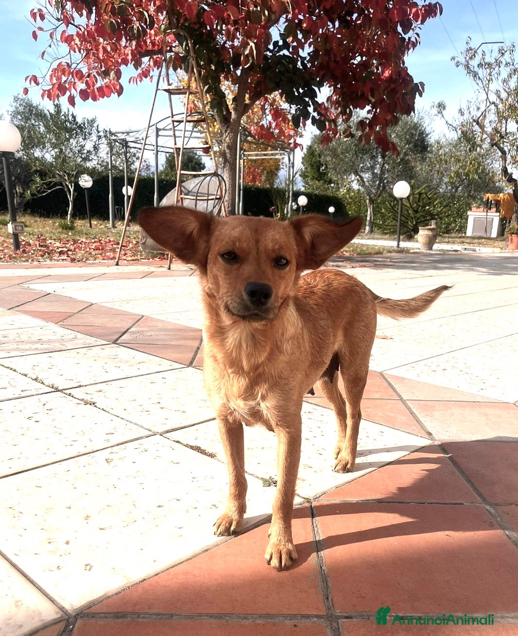 Meticcio cani in regalo: Femmina 2 anni taglia piccola  - Annuncio 2