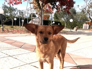 Meticcio cani Femmina 2 anni taglia piccola - Annuncio 3