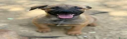 Pastore Belga cani in regalo: 5 splendidi mix PASTORINI BELGA di 3 MESI!  - Annuncio 12