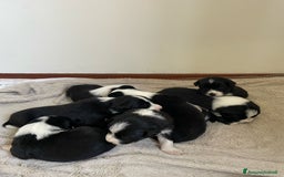 Bearded Collie cani in vendita: Cuccioli Border Collie cercano Famiglia a Provincia di Treviso - Immagine 8