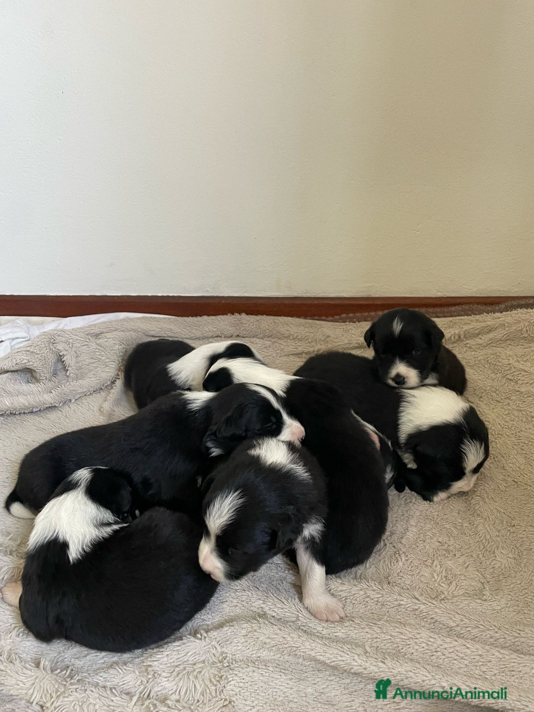 Bearded Collie cani in vendita: Cuccioli Border Collie cercano Famiglia a Provincia di Treviso - Immagine 8
