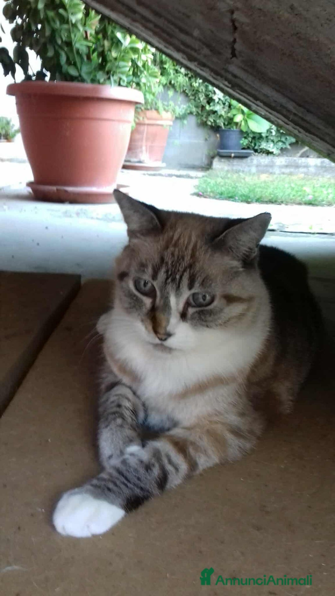 Europeo gatti in regalo: Tigratina dolce  - Annuncio 5