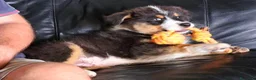 Australian Shepherd cani in vendita: cucciolo di Pastore Australiano - Annuncio 3
