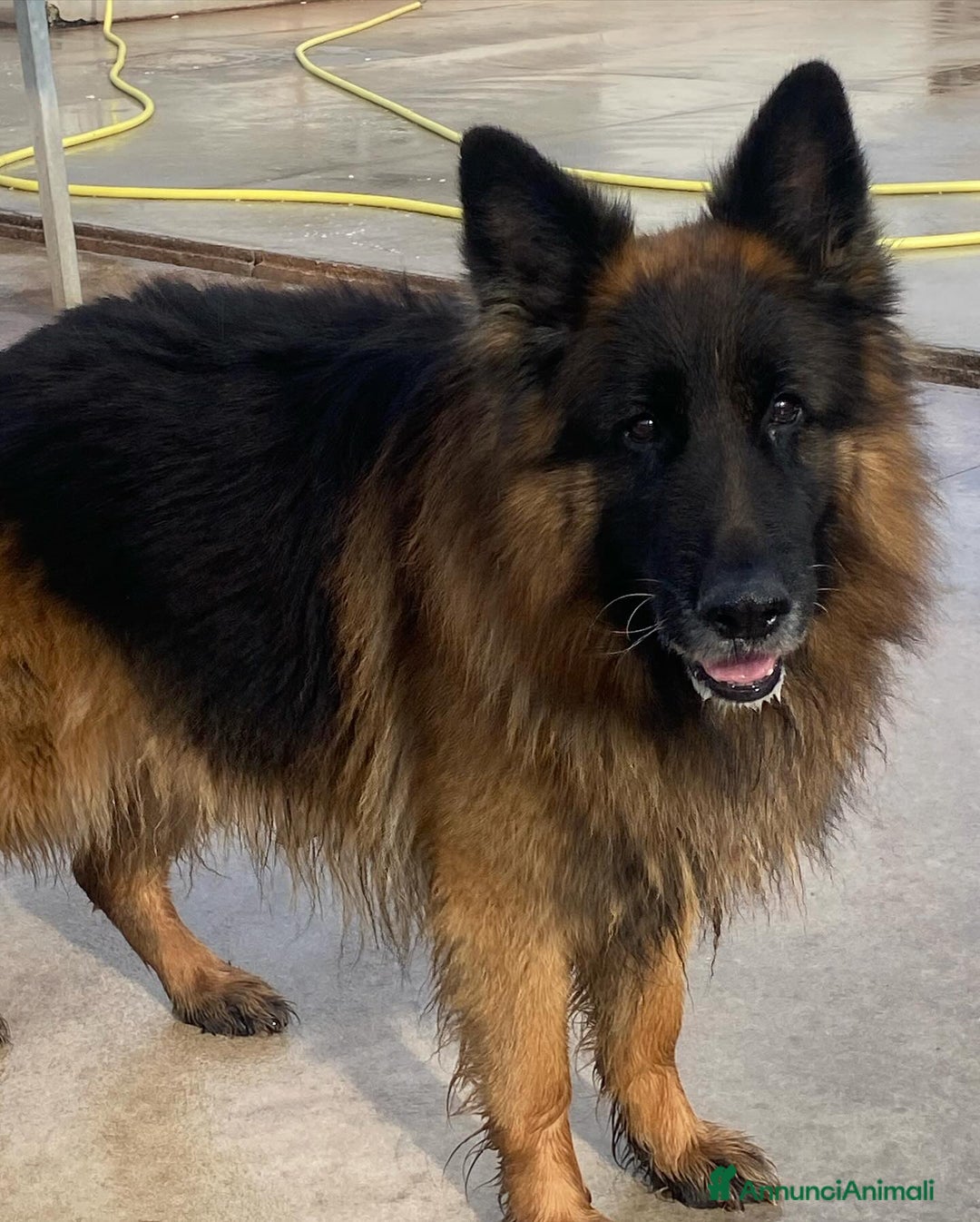 Pastore Tedesco cani in regalo: HULK meraviglioso PASTORE TEDESCO cerca adozione - Annuncio 5