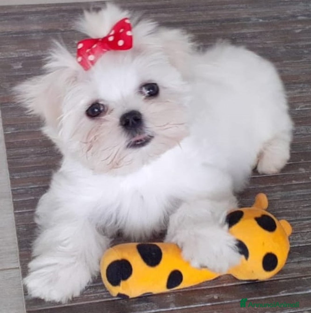 Immagine della galleria {{count}}