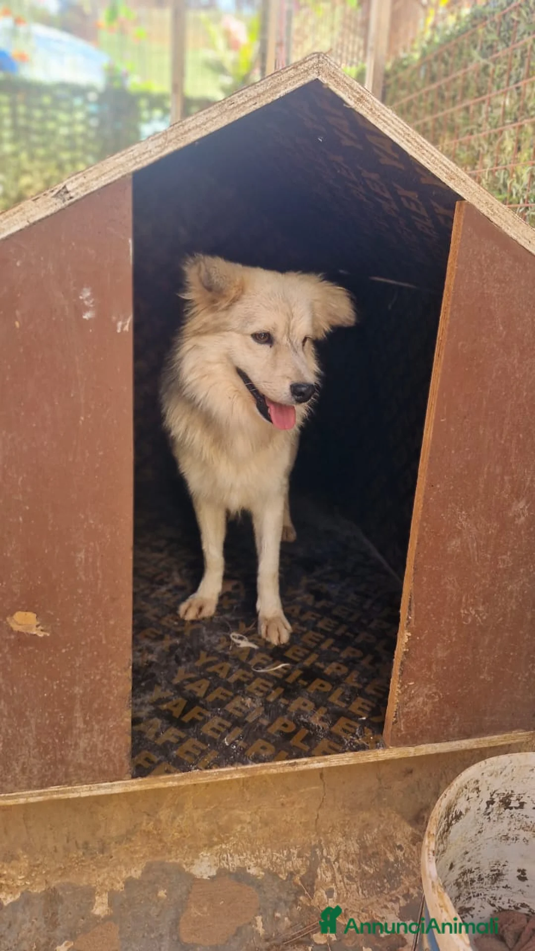 Meticcio cani in regalo: yorgo, un tenero pelosetto - Annuncio 8