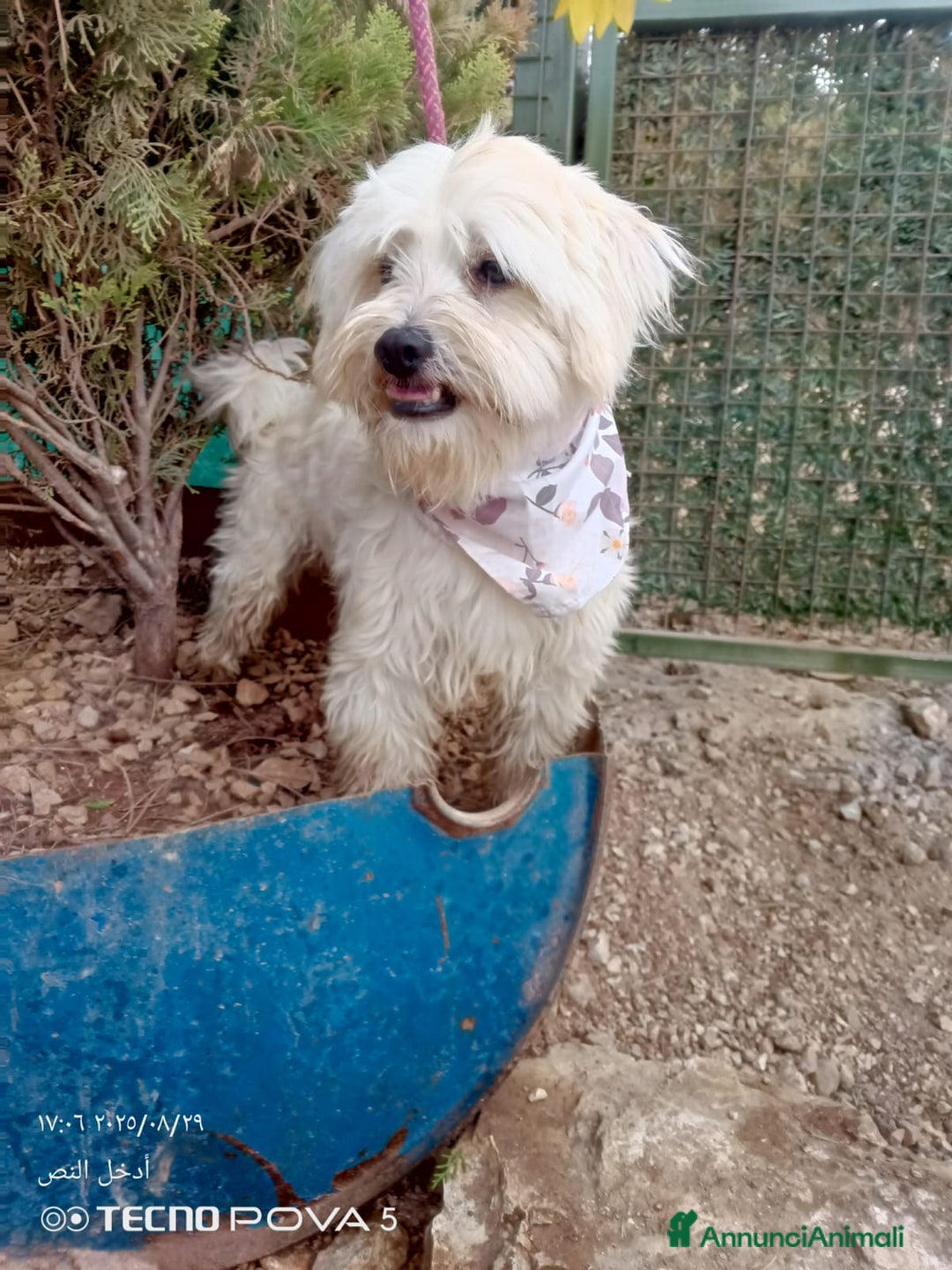 Maltese cani in regalo: Splendido maltese - DIEGO - Annuncio 4