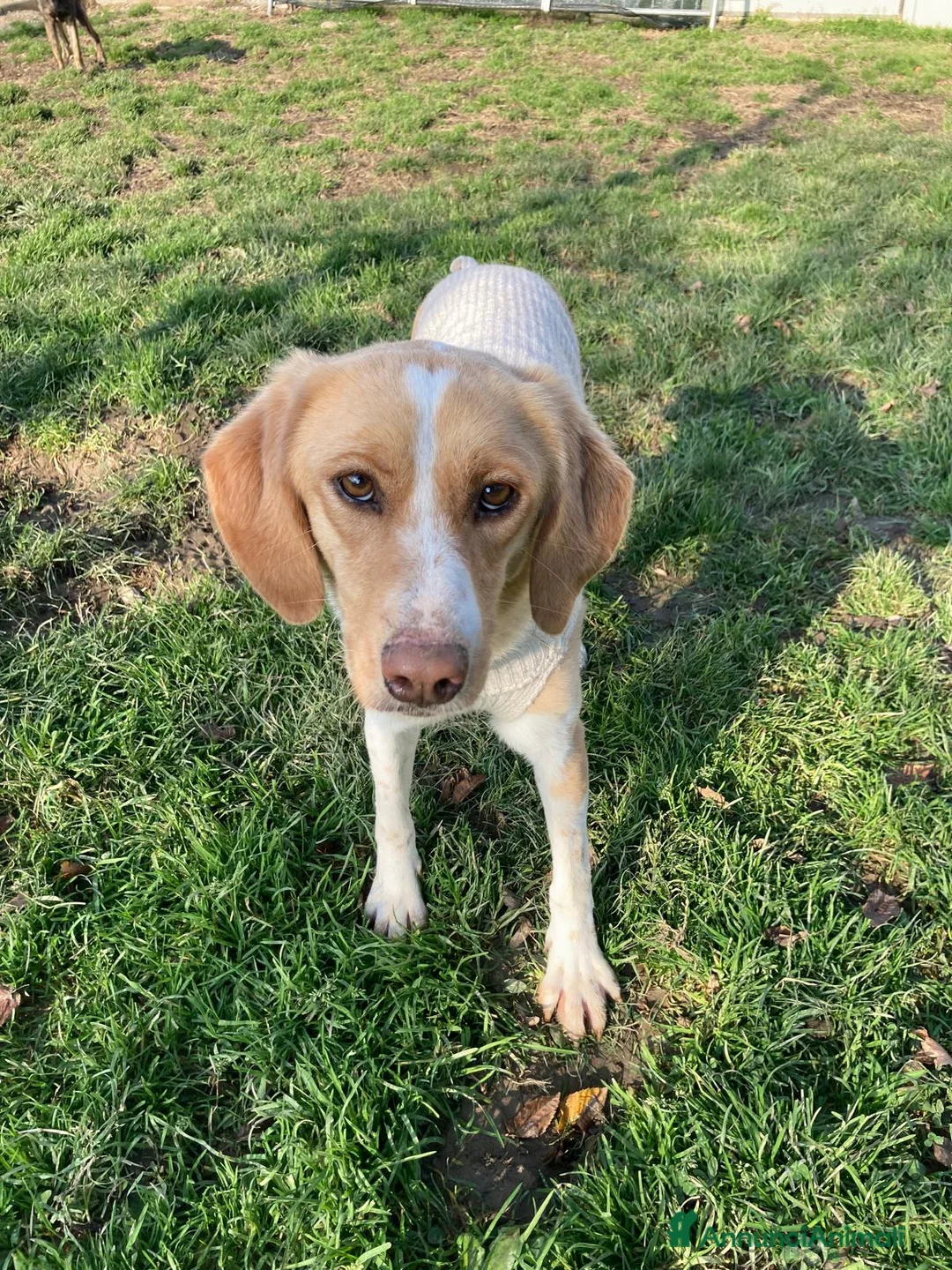 Meticcio cani in regalo: Camilla  - Annuncio 6