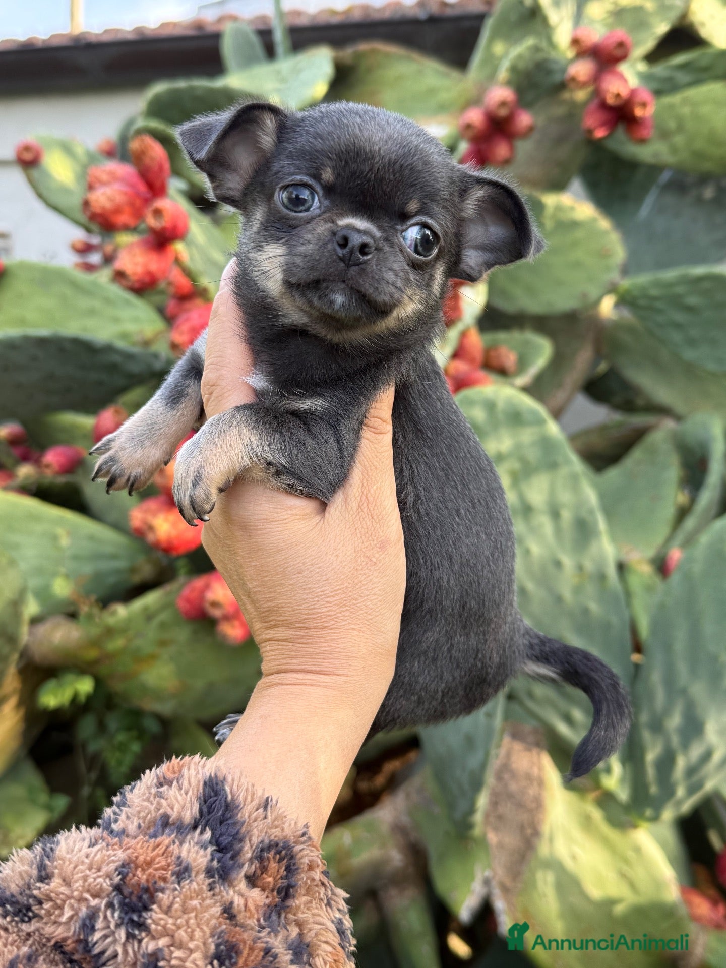Chihuahua cani in vendita: Chihuahua mini - Annuncio 6