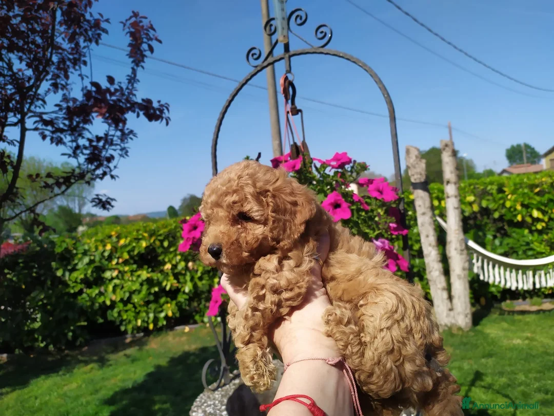 Barboncino cani in vendita: Barboncino fulvo  - Annuncio 3
