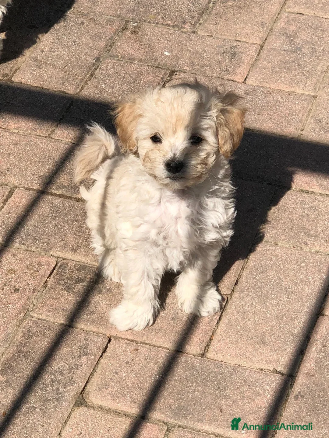 Maltipoo cani in vendita: Cucciolo Maltipoo a Città Metropolitana di Bologna - Annuncio 2