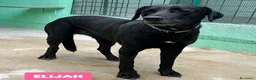 Meticcio cani in regalo: ELIJA LABRADOR - Annuncio 6