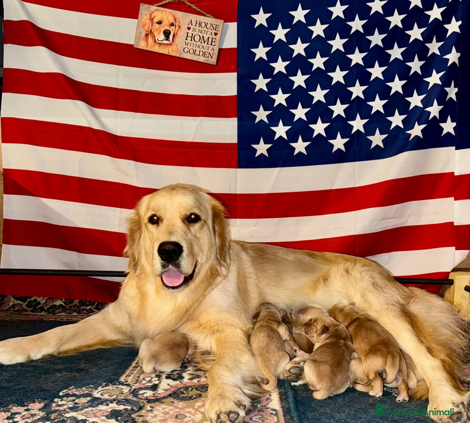 Golden Retriever cani Golden Retriever cuccioli americani 90% - Annuncio 18