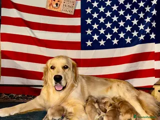 Golden Retriever cani Golden Retriever cuccioli americani 90% - Annuncio 18