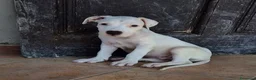 Meticcio cani in regalo: CUCCIOLO SIMIL DOGO/PITBULL a Provincia di Alessandria - Annuncio 4