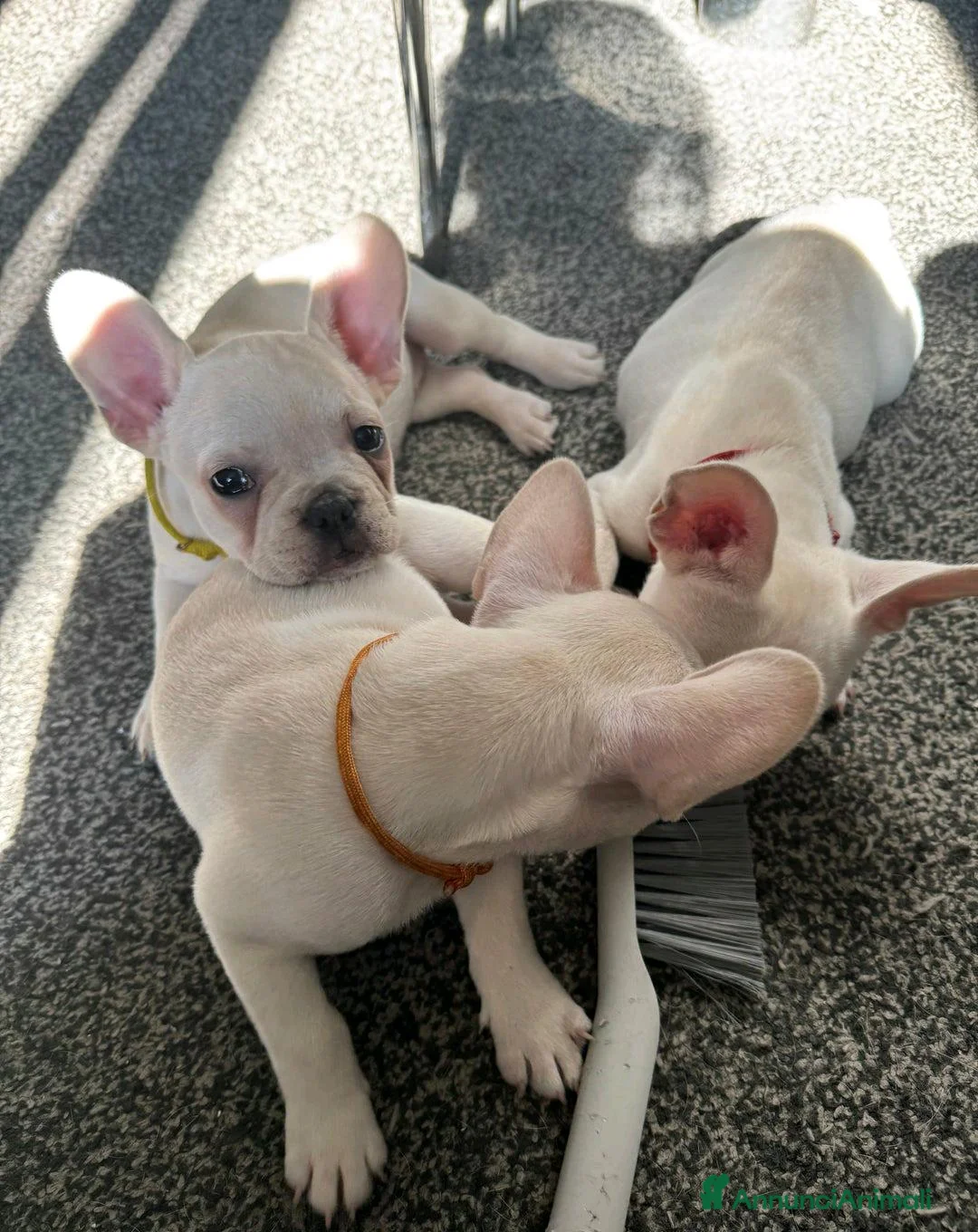 Bulldog Francese cani in vendita: Cuccioli di Bulldog Francese Registrati KC a Città metropolitana di Milano - Annuncio 9