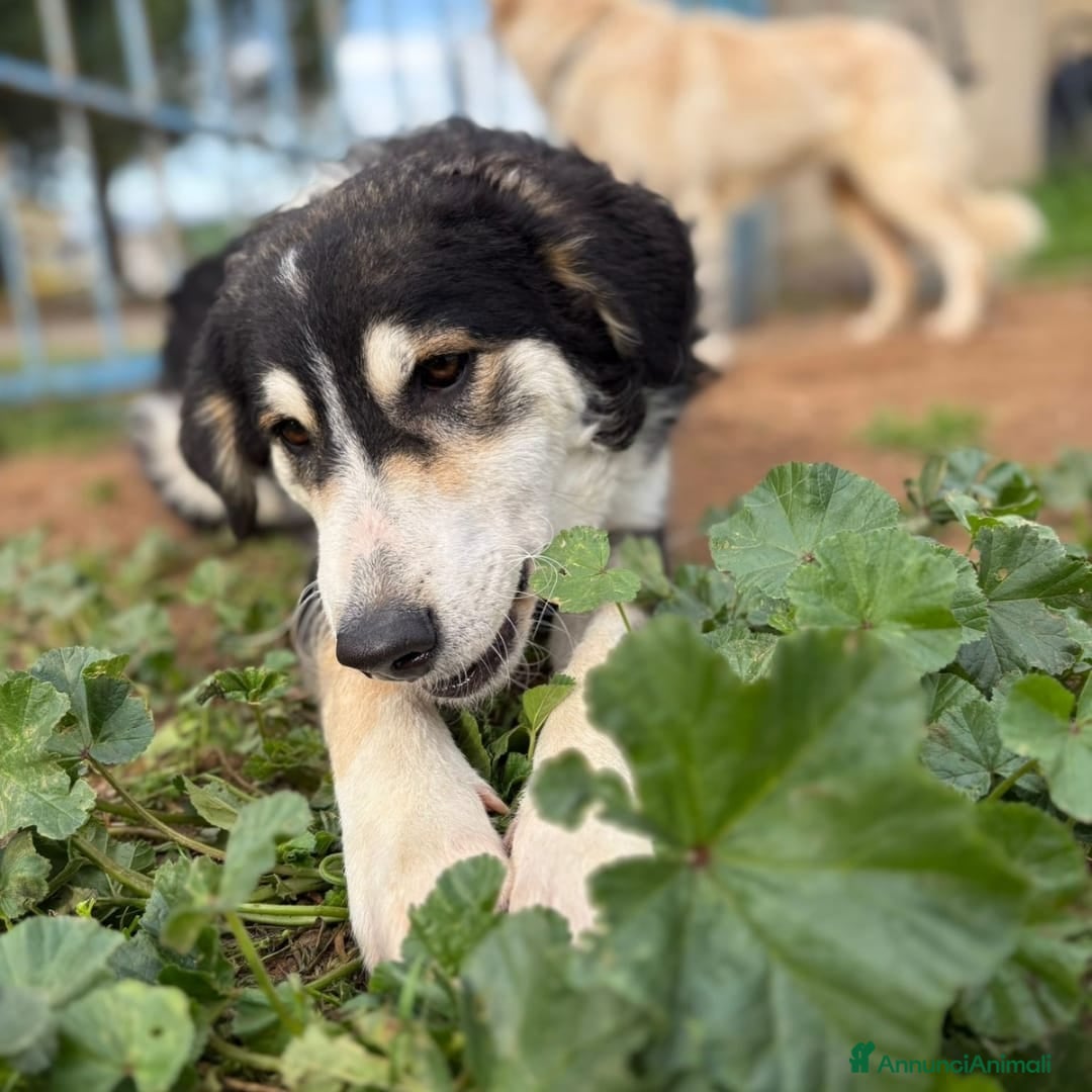 Meticcio cani BRETZEL 🩷 - cucciola allegra e solare cerca 🏡  - Annuncio 2