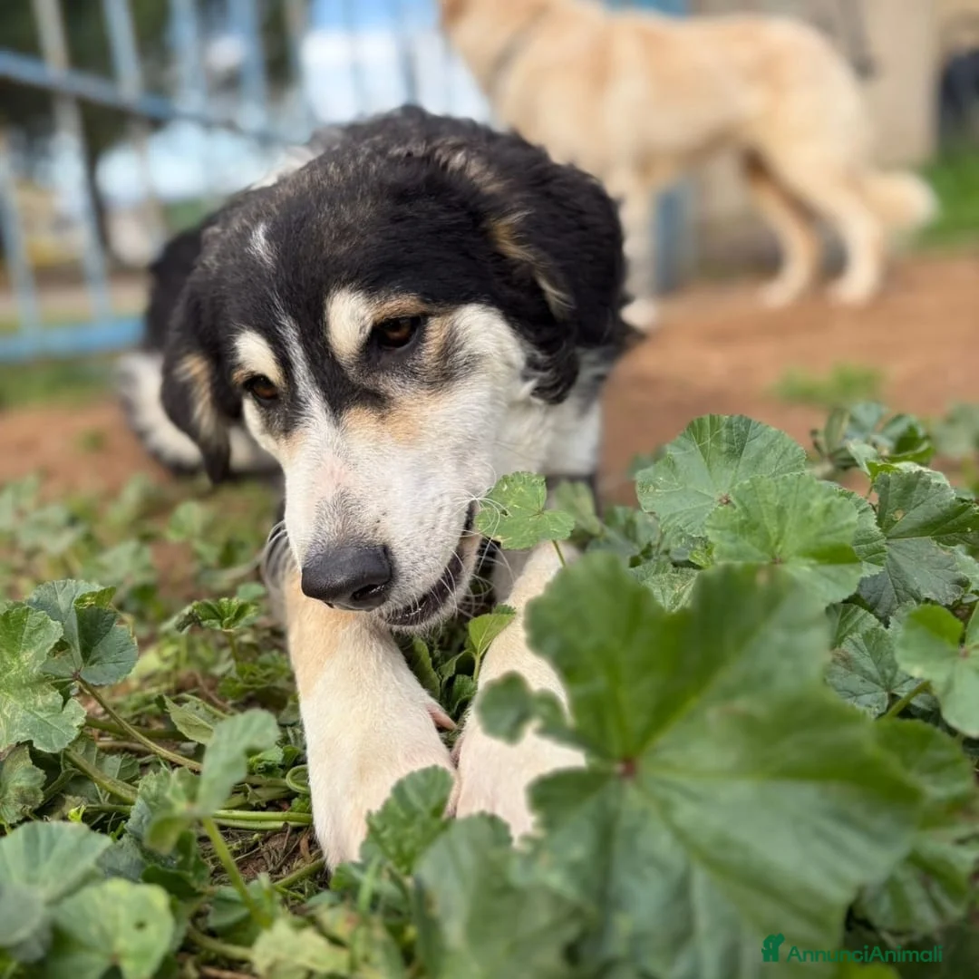 Meticcio cani in regalo: BRETZEL 🩷 - cucciola allegra e solare cerca 🏡  - Annuncio 2