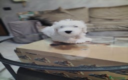 Maltese cani in vendita: Maltese  - Immagine 5