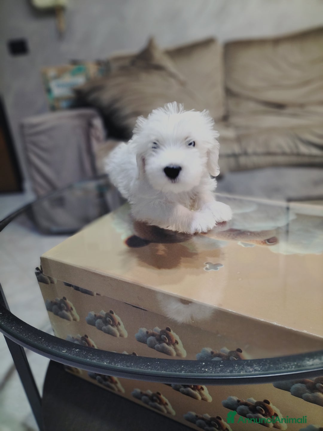 Maltese cani in vendita: Maltese  - Immagine 5