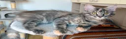 Maine Coon gatti in vendita: Maine coon pedigree maschio e femmina - Annuncio 3