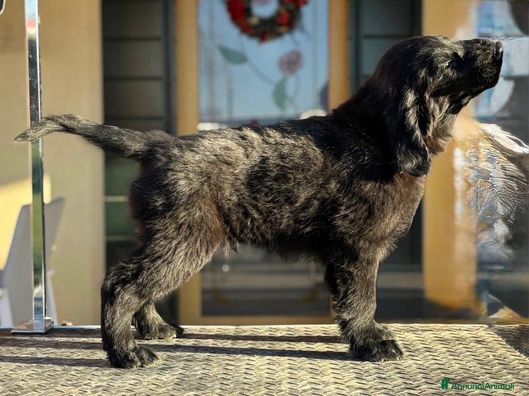 Flat Coated cani in vendita: Cuccioli Flat Coated Retriever - Annuncio 3
