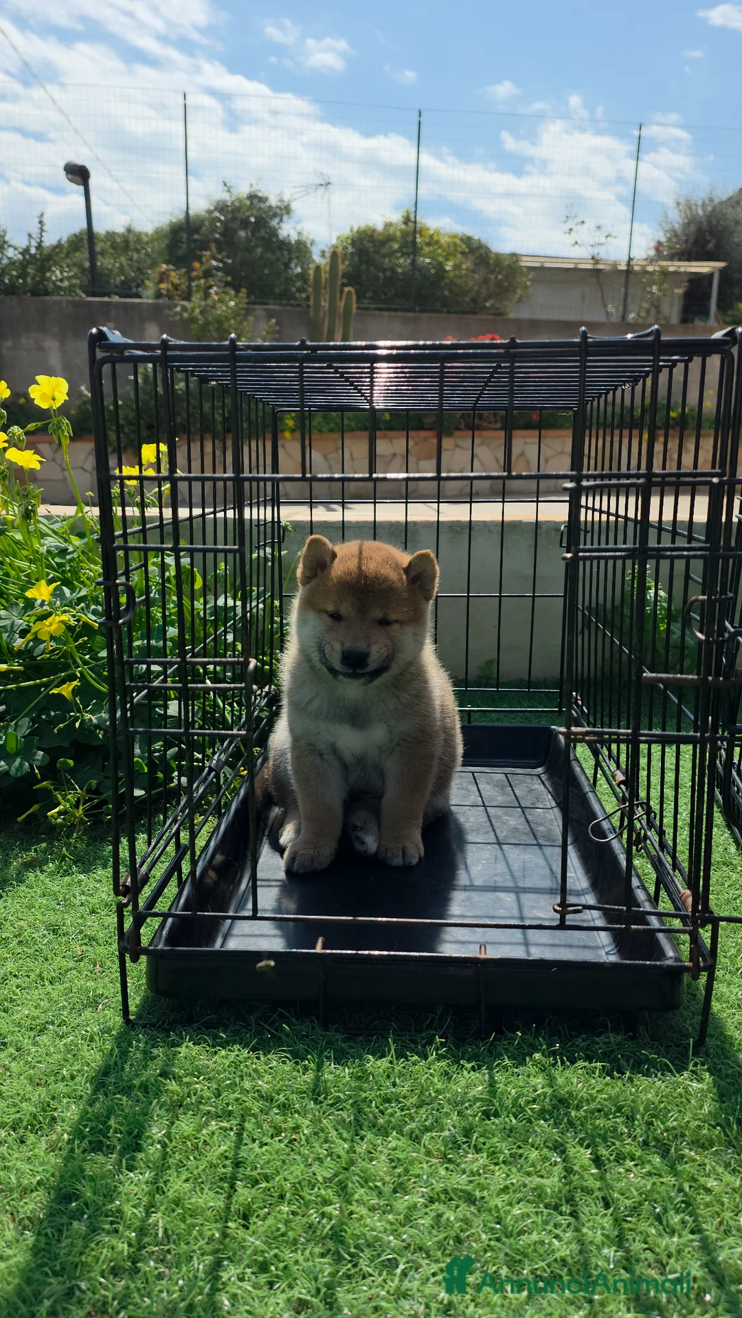 Shiba Inu cani in vendita: Cucciolo di shiba a Città metropolitana di Palermo - Annuncio 2