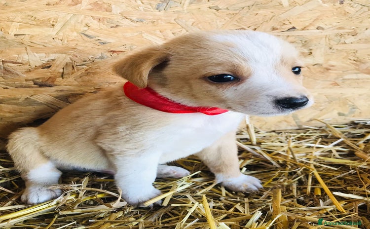 Taglia piccola Meticcio cani in regalo | AnnunciAnimali