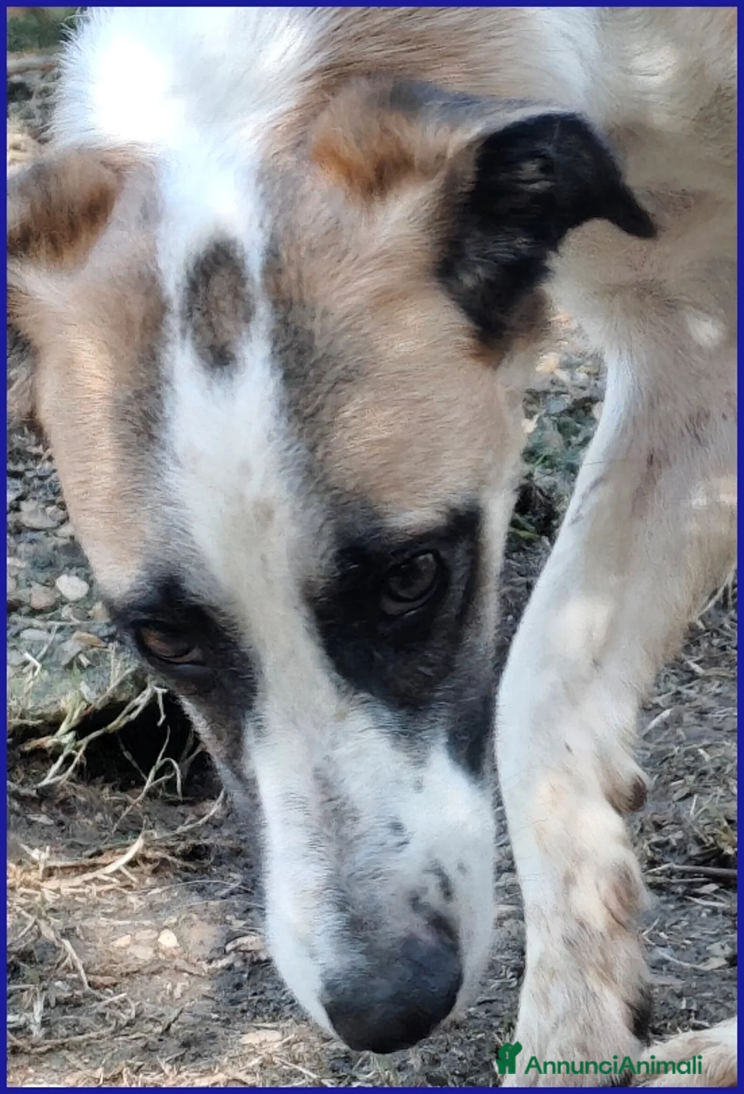 Meticcio cani in regalo: NORMA, GIOVANE CAGNOLINA STRAPPATA ALLA GABBIA - Annuncio 10