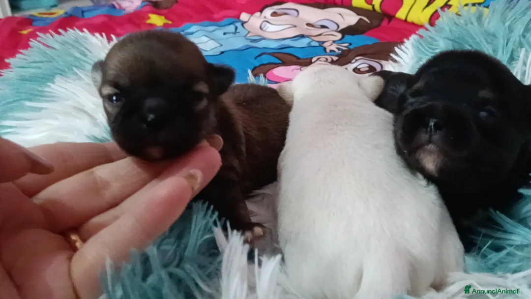 Chihuahua cani in vendita: Cuccioli di chihuahua  - Annuncio 5