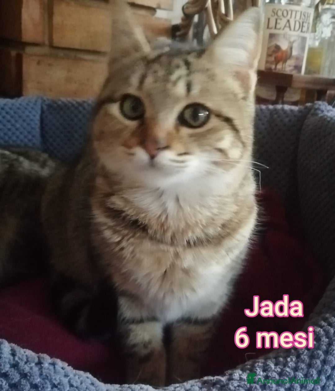 Europeo gatti in regalo: TANTI GATTINI DA SALVARE  - Annuncio 4