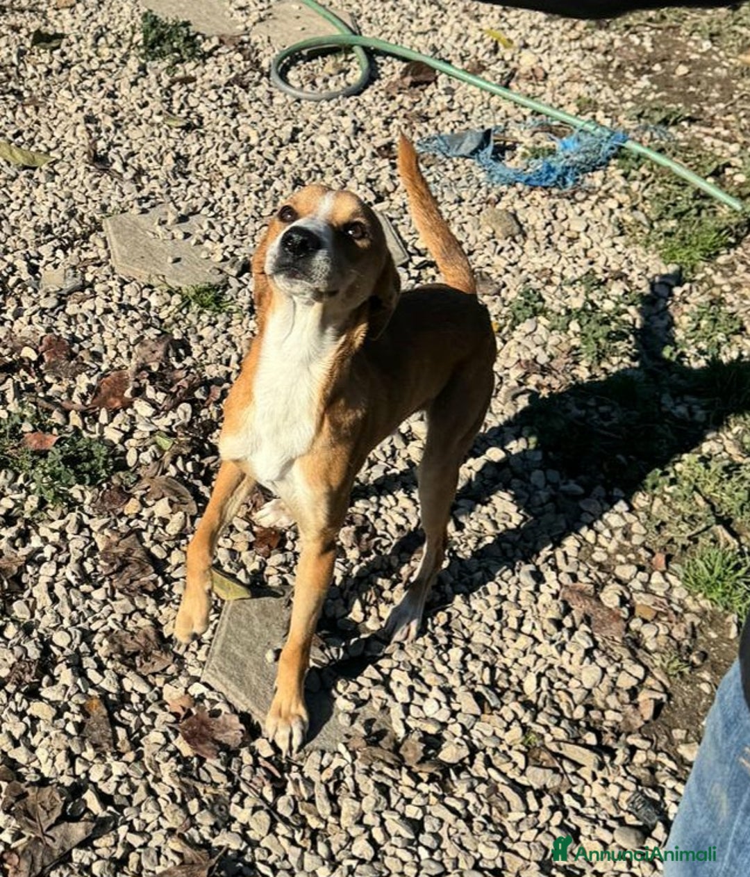 Meticcio cani in regalo: Anacleto 7 mesi taglia piccola  - Annuncio 6