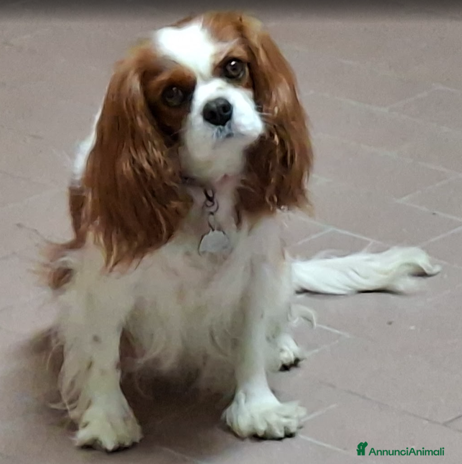 Cavalier King cani Cerco Fidanzato - Annuncio 2
