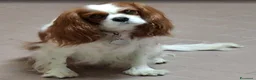 Cavalier King cani per accoppiamento: Cerco Fidanzato a Provincia di Parma - Annuncio 1